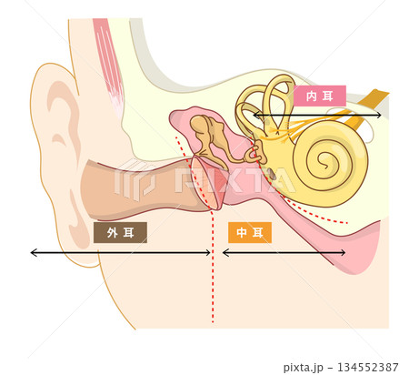 耳の中の構造がわかる断面イラスト 134552387