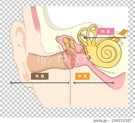 Cross-sectional illustration showing the structure inside the ear 134552387