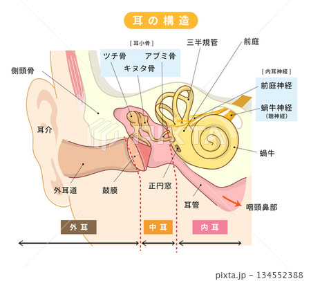 耳の中の構造がわかる断面イラスト 134552388