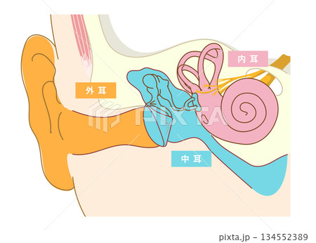 耳の中の構造がわかる断面イラスト 耳の中の構造がわかる断面イラスト 134552389