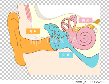 耳朵內部結構的橫切面圖 耳朵內部結構的橫切面圖 134552389