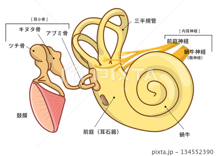 耳の中の構造がわかる断面イラスト 134552390