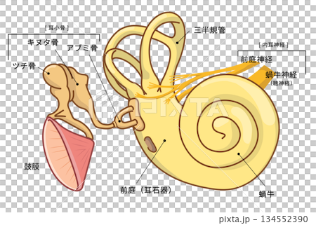 耳の中の構造がわかる断面イラスト 134552390