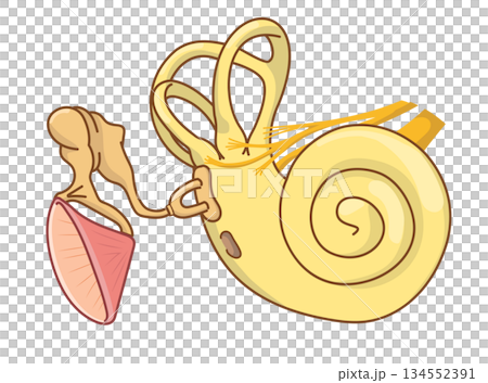 耳朵內部結構的橫切面圖 134552391