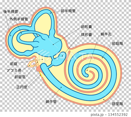 Cross-sectional illustration showing the structure inside the cochlea Cross-sectional illustration showing the structure inside the cochlea 134552392