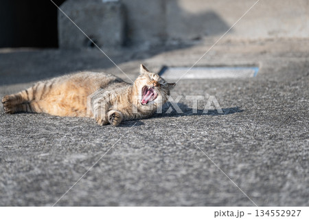 路上で寝ころがって欠伸をする猫　 134552927