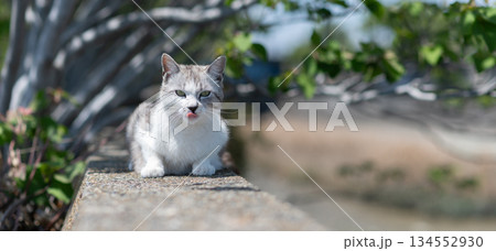 堤防の上でくつろぐ可愛い野良猫 134552930