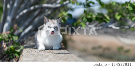 堤防の上でくつろぐ可愛い野良猫 134552931