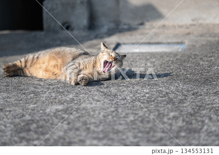 路上で寝ころがって欠伸をする猫　 134553131