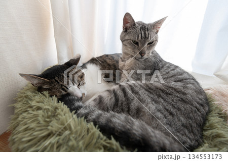 窓辺で眠る二匹の猫 134553173