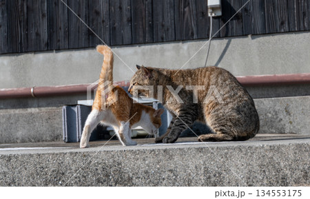 寄り添う猫の親子 寄り添う猫の親子 134553175