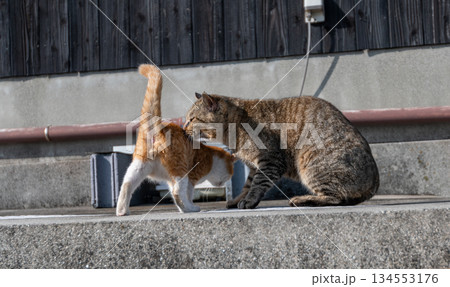 寄り添う猫の親子 134553176