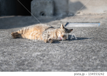 路上で寝ころがって欠伸をする猫 路上で寝ころがって欠伸をする猫 134553242