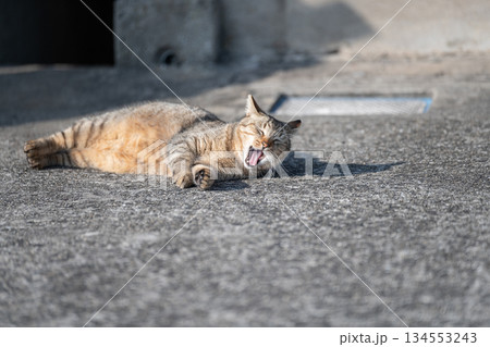 路上で寝ころがって欠伸をする猫　 134553243