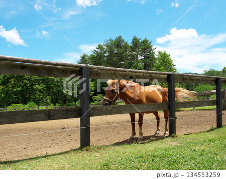 牧場の馬 134553259