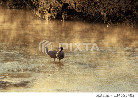 輝く川の中に佇む二羽のタンチョウ 134553402