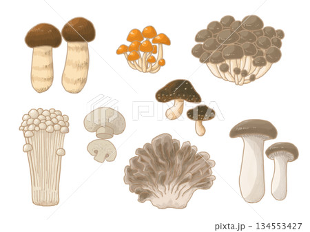 色々なキノコのイラスト 134553427