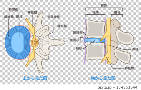 Structure of the lumbar disc: Lumbar disc herniation Structure of the lumbar disc: Lumbar disc herniation 134553644
