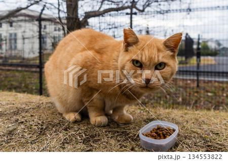 食事中のノラ猫 食事中のノラ猫 134553822