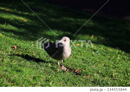 Princes Street Garden & bird（Edinburgh） 134553844