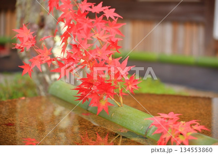 紅葉 紅葉 134553860