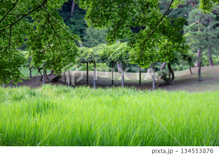 小石川後楽園の田んぼと新緑 日本の稲作風景が残る初夏の庭園 134553876