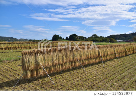 伊勢原・秋の日向洗水地区の稲架掛けの田園風景 134553977
