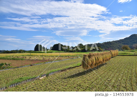 伊勢原・秋の日向洗水地区の稲架掛けの田園風景 134553978
