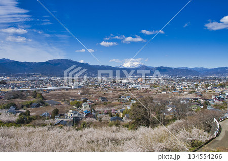 【神奈川県】高台から眺める曽我梅林と富士山 【神奈川県】高台から眺める曽我梅林と富士山 134554266