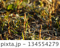 春の訪れを告げるツクシ 134554279