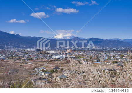 【神奈川県】高台から眺める曽我梅林と富士山 【神奈川県】高台から眺める曽我梅林と富士山 134554416