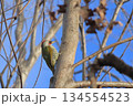 木の幹にとまるアカゲラ 134554523