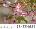 日の光に映える河津桜の花 134554684