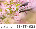 満開の河津桜 134554922