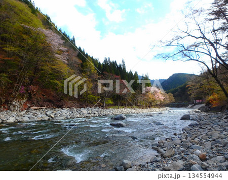 山桜と清流に包まれて―春の馬瀬川で渓流釣り 山桜と清流に包まれて―春の馬瀬川で渓流釣り 134554944