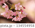 満開の河津桜（花のアップ） 134554958