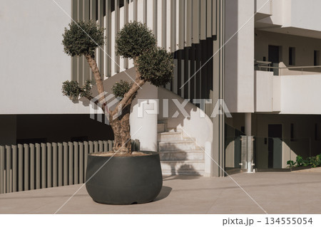 Topiary elegance: a potted olive tree pruned into spherical shapes for formal landscape design Topiary elegance: a potted olive tree pruned into spherical shapes for formal landscape design 134555054