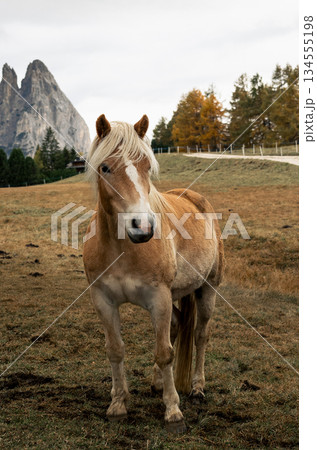 Haflinger horse portrait on alpine meadow in Dolomites mountains 134555198
