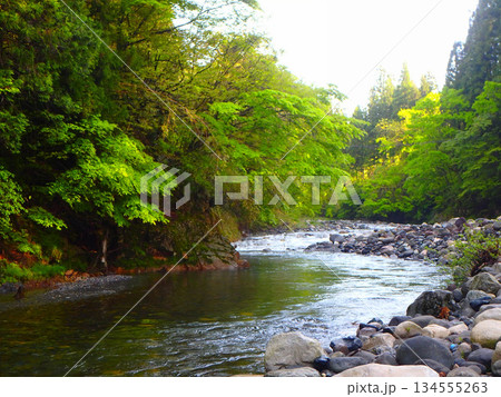 澄んだ流れと新緑の中で―郡上・吉田川の釣り風景 134555263