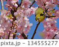桜とメジロと青い空 134555277
