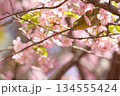 桜とメジロと陽の光 134555424