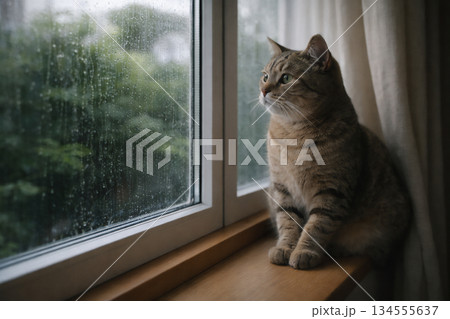 窓辺に座り外を眺める猫の静かな室内時間 窓辺に座り外を眺める猫の静かな室内時間 134555637