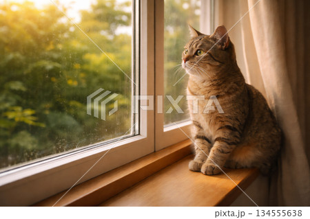 夕方の光が差し込む窓辺でくつろぐ猫 134555638