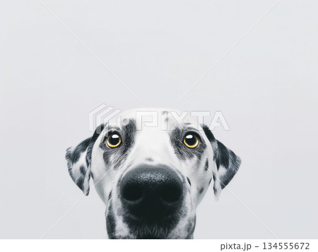 ダルメシアン 134555672