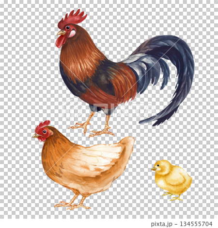 Chicken set on an isolated background. Brown chicken, dark rooster and yellow chick. Poultry yard, watercolor illustration. Vintage realistic bird family clipart for organic food design 134555704