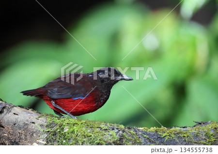 スマトラヤイロチョウ 134555738