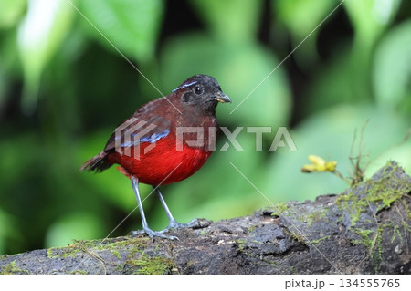 スマトラヤイロチョウ 134555765