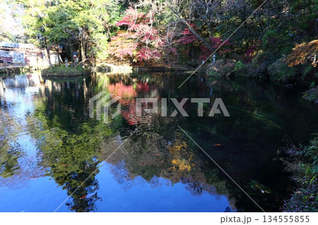 出流原弁天池に映る紅葉 出流原弁天池に映る紅葉 134555855