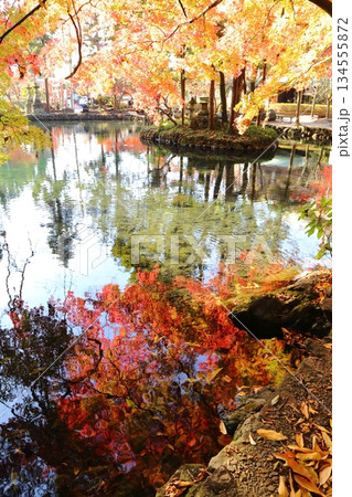 出流原弁天池に映る紅葉 134555872
