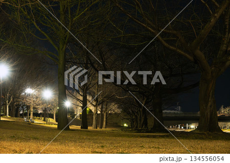 街灯に照らされた夜の公園の裸木と並木道 134556054